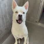 An image of Astro. Astro is a Husky/Shepherd.