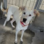 An image of Dutch. Dutch is a Mixed Breed (Medium).