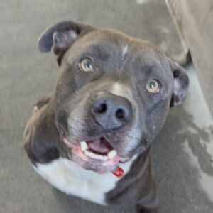 An image of Smokey. Smokey is a Terrier, Pit Bull.