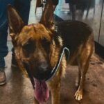 An image of Judy. Judy is a Shepherd, German.