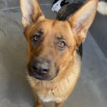 An image of Judy. Judy is a Shepherd, German.