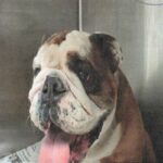 An image of Tino. Tino is a Bulldog, English.
