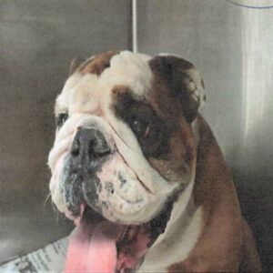 An image of Tino. Tino is a Bulldog, English.