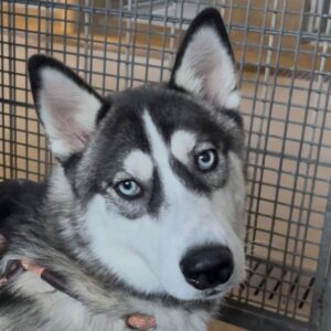 An image of Lady Luna. Lady Luna is a Husky.
