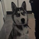 An image of Lady Luna. Lady Luna is a Husky.