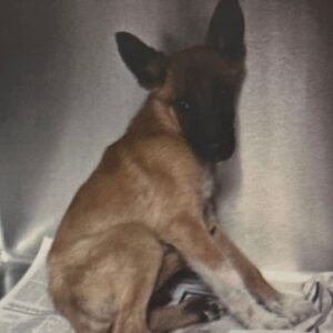 An image of Russet. Russet is a Shepherd.