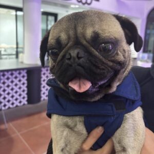 An image of Bart. Bart is a Pug.