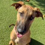 An image of Nico. Nico is a Malinois, Belgian/Shepherd.