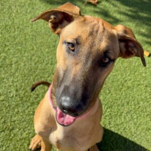 An image of Nico. Nico is a Malinois, Belgian/Shepherd.