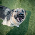 An image of Panda. Panda is a Shepherd.