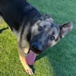 An image of Panda. Panda is a Shepherd.