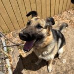 An image of Panda. Panda is a Shepherd.