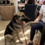 An image of Panda. Panda is a Shepherd.