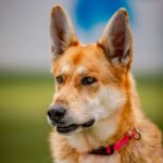 An image of Nya. Nya is a Shepherd, German/Pointer, German Wirehaired.