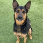 An image of Jerome. Jerome is a Shepherd, German.