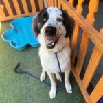 An image of Roe. Roe is a Saint Bernard.