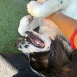 An image of Roe. Roe is a Saint Bernard.