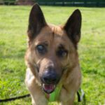 An image of Boy. Boy is a Shepherd, German.