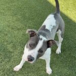 An image of Olla. Olla is a Terrier, Pit Bull.