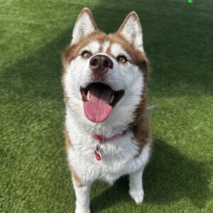 An image of Canela. Canela is a Husky.