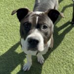 An image of Lucky. Lucky is a Terrier, Pit Bull.