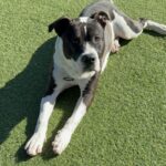 An image of Lucky. Lucky is a Terrier, Pit Bull.