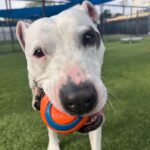 An image of Sarah. Sarah is a Mixed Breed (Medium).