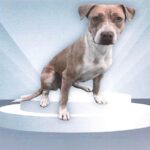 An image of Suzy. Suzy is a Terrier, Pit Bull.