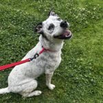 An image of Pebbles. Pebbles is a Pointer.