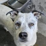 An image of Pebbles. Pebbles is a Pointer.