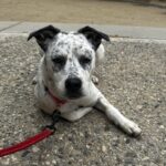 An image of Pebbles. Pebbles is a Pointer.