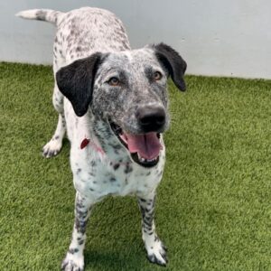 An image of Moo Moo. Moo Moo is a Cattle Dog, Australian (Blue Heeler)/Pointer.