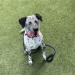 An image of Moo Moo. Moo Moo is a Cattle Dog, Australian (Blue Heeler)/Pointer.