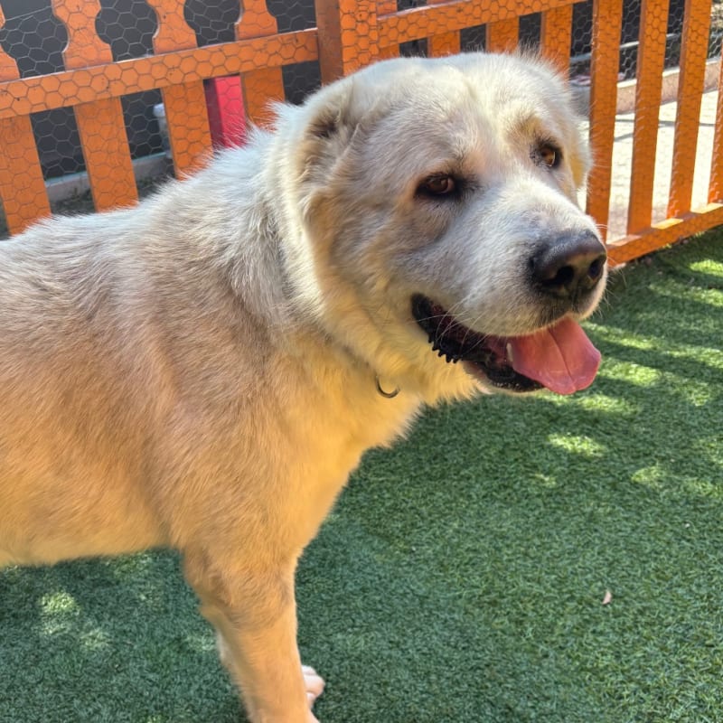 An image of Cozy. Cozy is a Akbash.