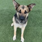 An image of Ashley. Ashley is a Shepherd, German.