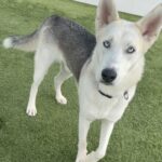 An image of Cloudy. Cloudy is a Shepherd, German.