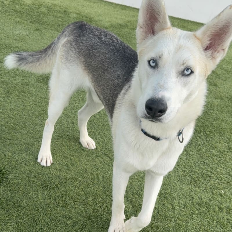 An image of Cloudy. Cloudy is a Shepherd, German.