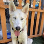 An image of Cloudy. Cloudy is a Shepherd, German.