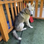 An image of Cloudy. Cloudy is a Shepherd, German.