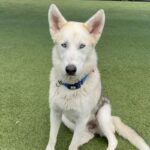 An image of Cloudy. Cloudy is a Shepherd, German.