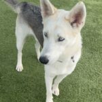 An image of Cloudy. Cloudy is a Shepherd, German.