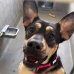 An image of Beatrice. Beatrice is a Shepherd.