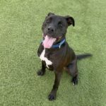 An image of Opie. Opie is a Retriever, Labrador/Terrier, Pit Bull.