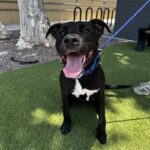 An image of Opie. Opie is a Retriever, Labrador/Terrier, Pit Bull.