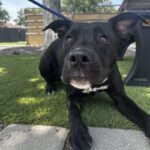 An image of Opie. Opie is a Retriever, Labrador/Terrier, Pit Bull.