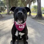 An image of Opie. Opie is a Retriever, Labrador/Terrier, Pit Bull.