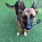 An image of Ava. Ava is a Shepherd, German.