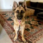 An image of Ava. Ava is a Shepherd, German.