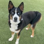 An image of Ace. Ace is a Akita/Terrier, Pit Bull.