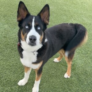 An image of Ace. Ace is a Collie, Border/Husky.